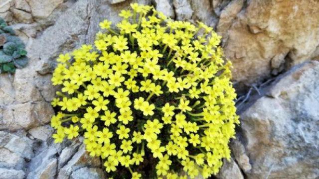 Sadece Antakya dağlarında yetişiyor! Güzel-Zeynep Işık Çiçeği dünya literatürüne girdi: Dünyanın hiçbir yerinde yok