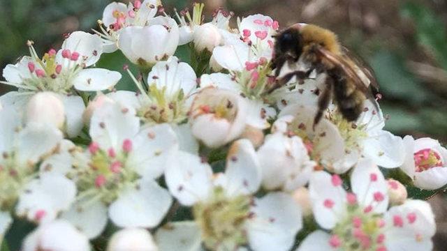 40 yıl sonra Avrupa'dan memleketine döndü, ilk iş olarak aronya bahçesi kurdu! Faydaları saymakla bitmiyor