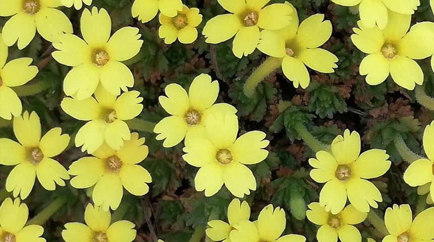 Kadınlara ithafen kızının adını verdiği çiçek bitki literatürüne girdi