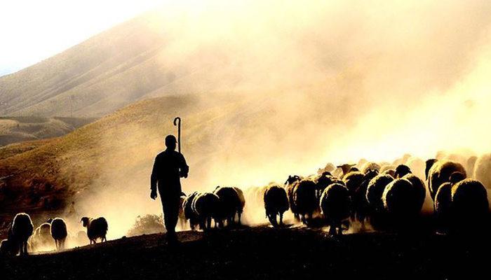 'Afgan çoban' ilanına gözaltı