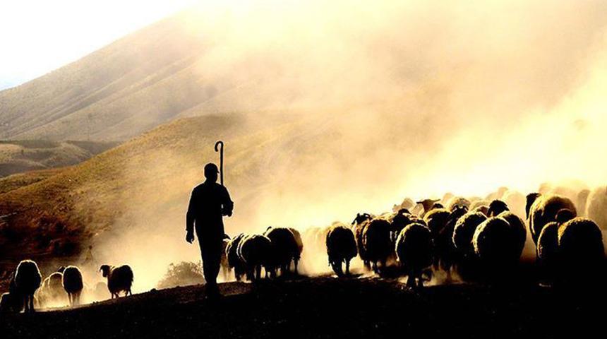 'Afgan çoban' ilanına gözaltı