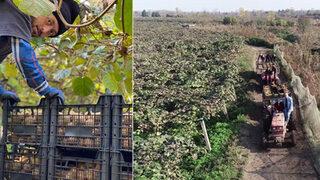 Yer: Samsun! İngiltere ve Rusya'nın gözü bu ormanda