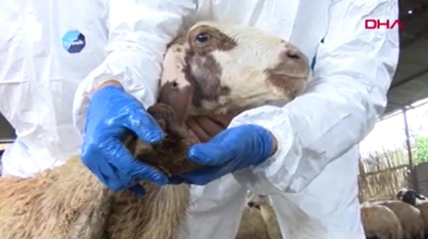 Mavi dil hastalığı nedeniyle iki mahalle karantinaya alınmıştı! Uzmanlardan açıklama