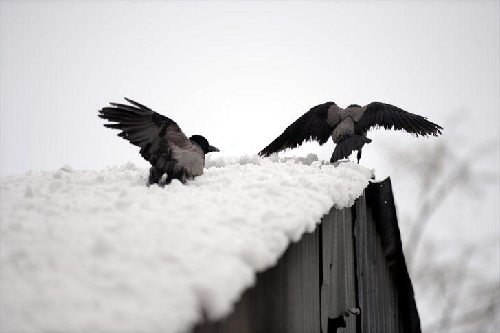 GÜNCELLEME - Erzurum, Kars, Ardahan ve Ağrı'da kar yağışı etkili oldu G3