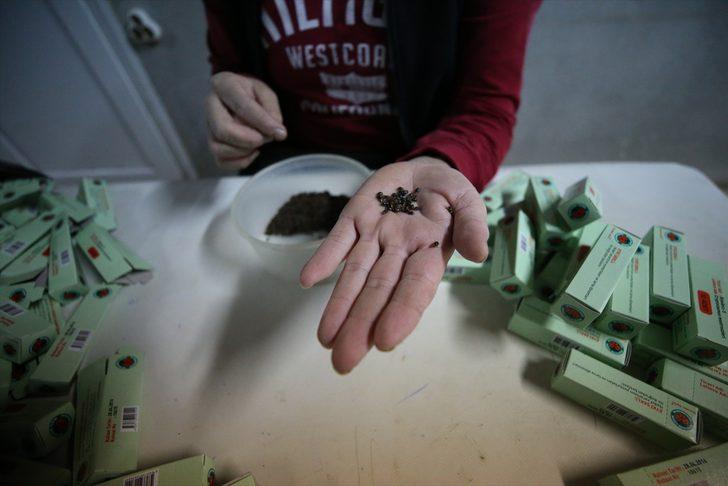 Turunçgil zararlısı "unlu bit" faydalı böceklerle yok ediliyor G1