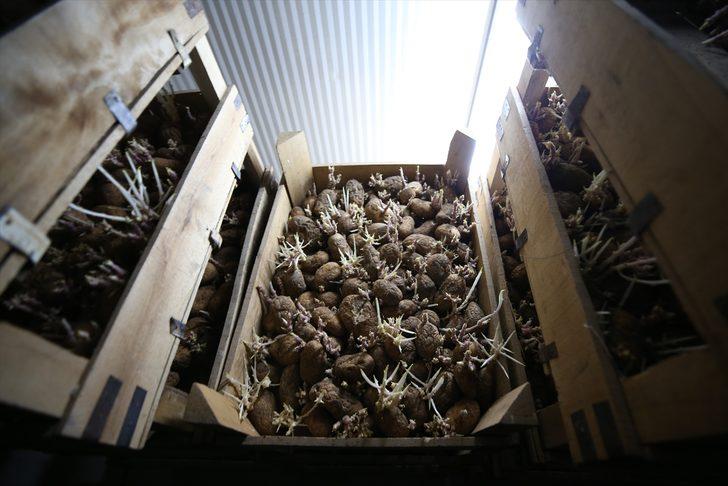 Turunçgil zararlısı "unlu bit" faydalı böceklerle yok ediliyor G2