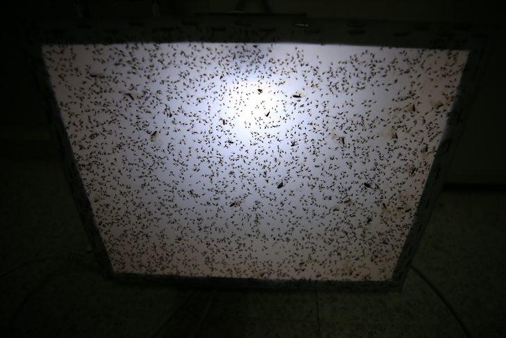 Turunçgil zararlısı "unlu bit" faydalı böceklerle yok ediliyor G3