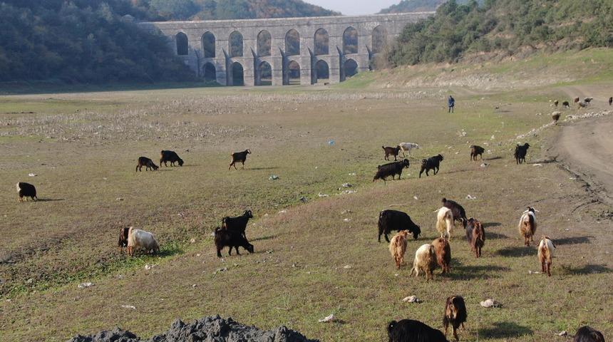 Alibeyköy barajında korkutan görüntü! Balıklar yüzüyordu artık keçiler otluyor