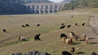 Alibeyköy barajında korkutan görüntü! Balıklar yüzüyordu artık keçiler otluyor