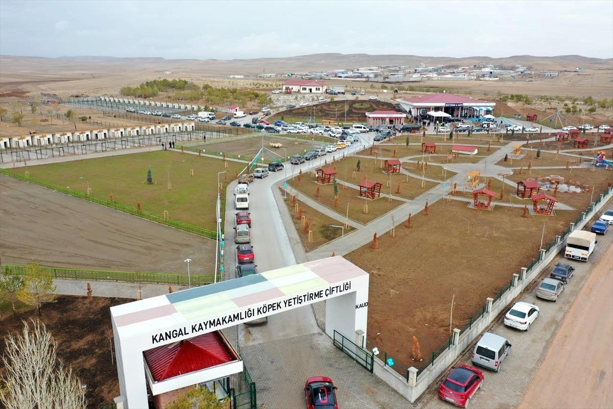 Sivas'ın d&uuml;nyaca &uuml;nl&uuml; Kangal k&ouml;peği i&ccedil;in yetiştirme &ccedil;iftliği hizmete girdi