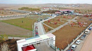 Sivas'ın dünyaca ünlü Kangal köpeği için yetiştirme çiftliği hizmete girdi