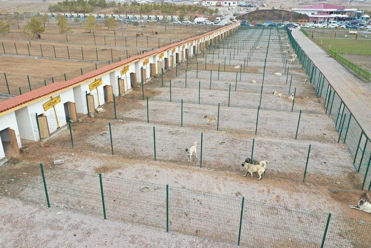 Sivas'ın dünyaca ünlü Kangal köpeği için yetiştirme çiftliği hizmete girdi G4