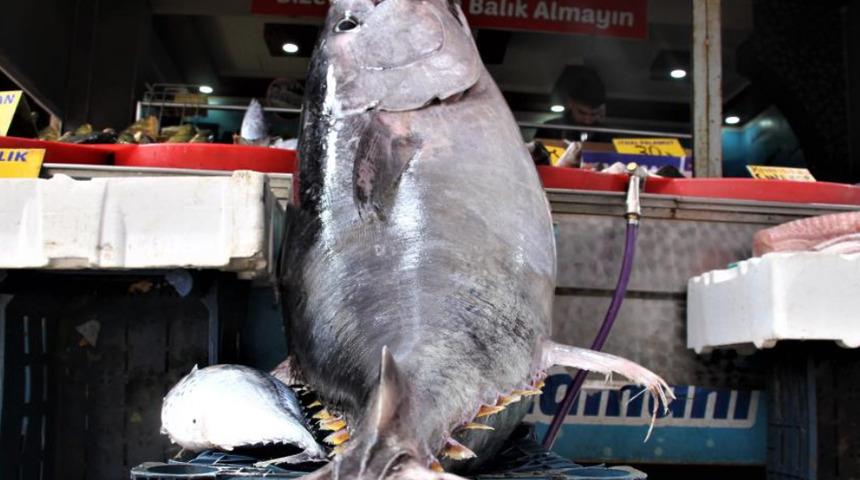 Samsun'da yakalandı! 144 kilo: Kimi korkuyor, kimi fotoğraf çektiriyor
