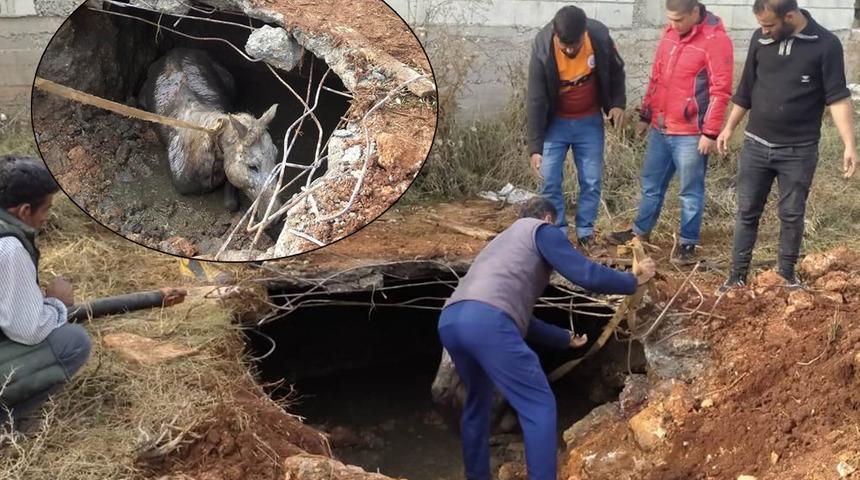 Gören gözlerine inanamadı! Kapalı kanalizasyon çukurundan çıktı