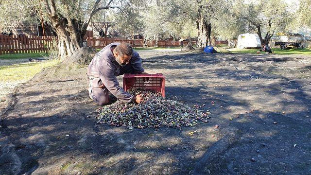 Kamyonuna geleneksel taş baskı sistemi kuran muhtar il il gezerek zeytinyağını tanıtacak