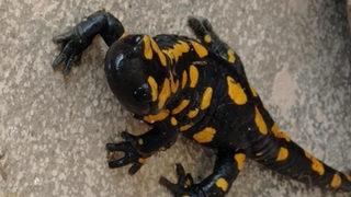 Nesli tehdit altında! Plastik sandı canlı çıktı