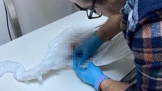 Kurtarmak için seferber oldular! Av tüfeğiyle kalbinden vurulan büyük ak balıkçıl öldü