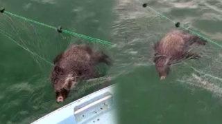 Görünce şaşkına döndüler! Balık yerine yaban domuzu yakaladılar