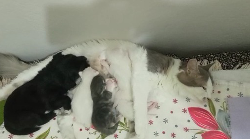 İçinizi ısıtacak! Sevimli kedi, soğukta kalıp ölmek üzere olan bir köpeğe annelik yaptı