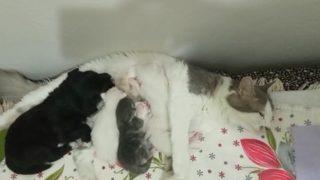 İçinizi ısıtacak! Sevimli kedi, soğukta kalıp ölmek üzere olan bir köpeğe annelik yaptı