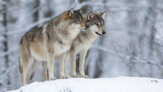 Akılalmaz olay! Köpek zannediliyordu, vahşi kurt çıktı
