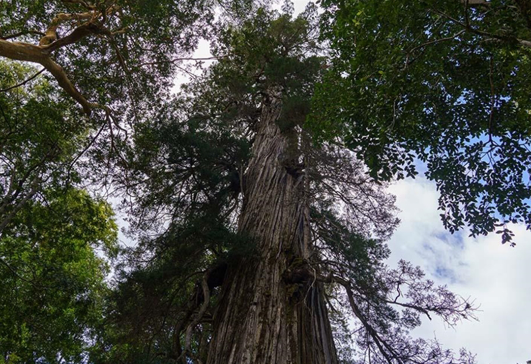 Arjantin'in 2 bin 600 yaşından b&uuml;y&uuml;k ağacı 'El Alerce Abuelo' &ccedil;ağlara meydan okuyor