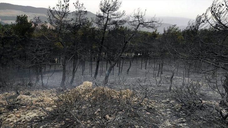 Sakarya'da çıkan örtü yangınında 10 dekar alan zarar gördü G2