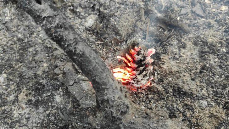 Sakarya'da çıkan örtü yangınında 10 dekar alan zarar gördü G3