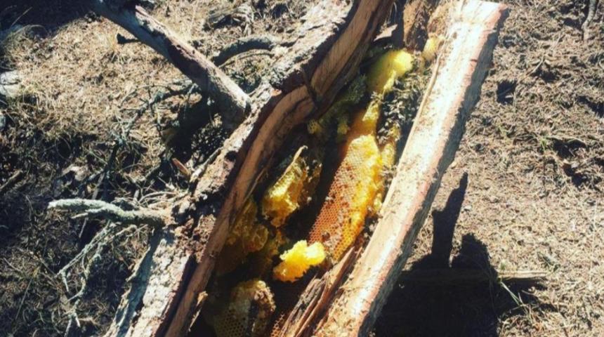 Babasının hastalığına şifa olunca, meslek edindi! Kilosunu 800 TL'den satıyor