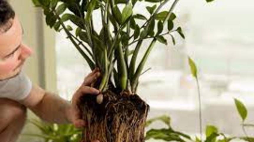 Bitkilerde fazla kimyasal kanser yapıyor