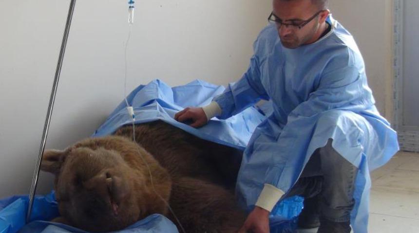 Yaralı ayı tedavi altında! ''Ayakları kırık, iç kanama geçiriyordu''