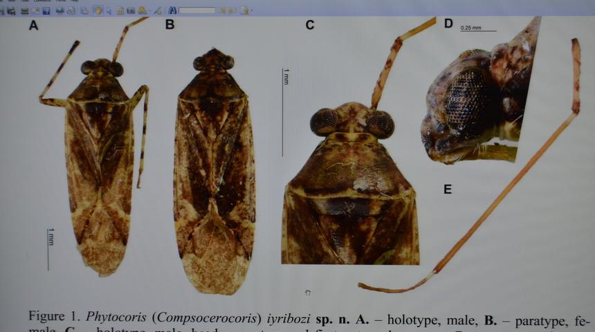 T&uuml;rk bilim insanları keşfetti! Yeni b&ouml;cek t&uuml;r&uuml;ne eski bakanın adı verildi