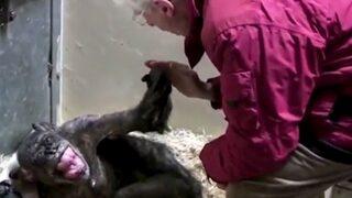 Ölüm döşeğindeki 59 yaşındaki şempanze eski dostunu tanıdı