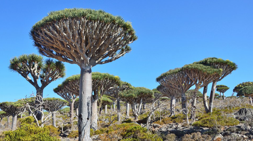 Bu adanın eşi benzeri yok! Çoğu insanın yerini bile bilmediği ilgimç lokasyon: Sokotra Adası