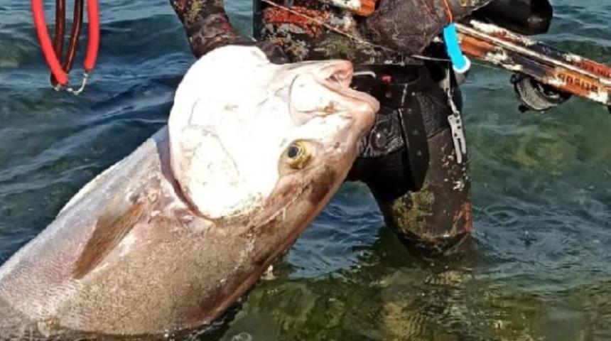 Lüfer sürülerinin kâbusu olarak biliniyor! Tam 55 kilo: Neredeyse aynı boydayız