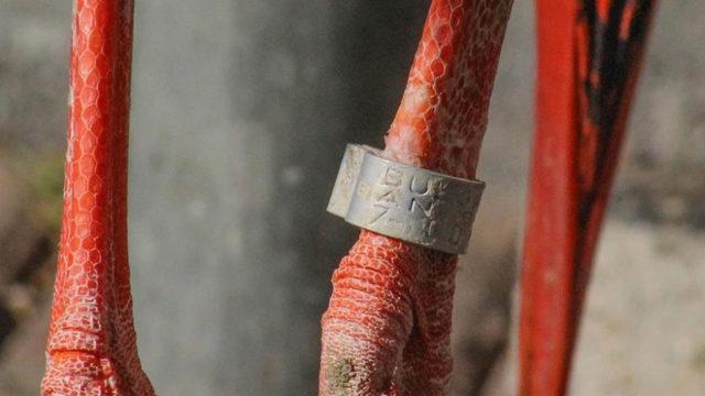 Leyleğin hikayesini bacağındaki gümüş halka ele verdi! Göç yolunda başına gelmeyen kalmadı