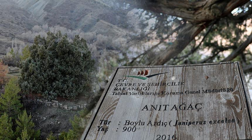 Araştırmacılar bile şaşkın! Yaklaşık bin yıldır orada