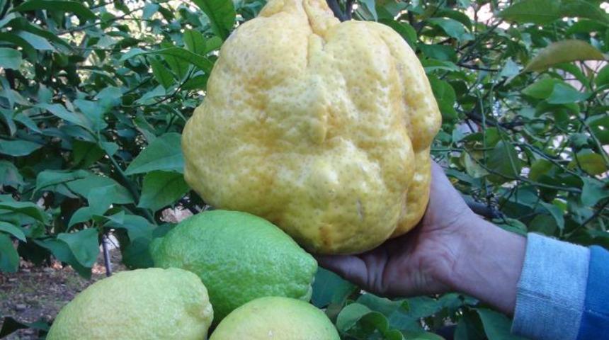 Kilosunu duyan şaşkına dönüyor! Bin liraya satılacak