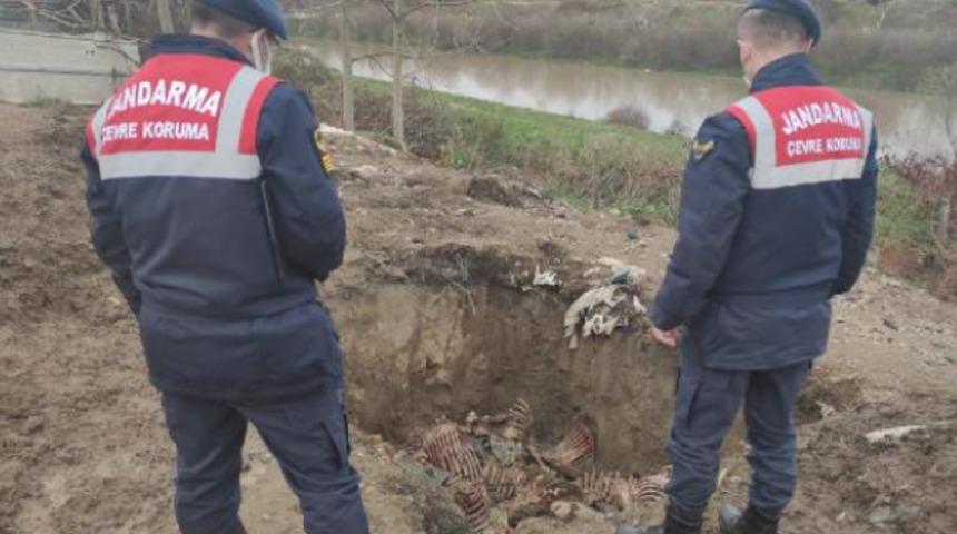 Baba ve oğlu yine at keserken yakalandı! İç organları çukur kazıp gömmüşler