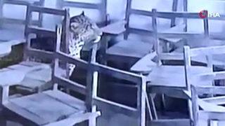 Hindistan'da korkunç olay! Sınıfa giren leopar öğrenciyi yaraladı