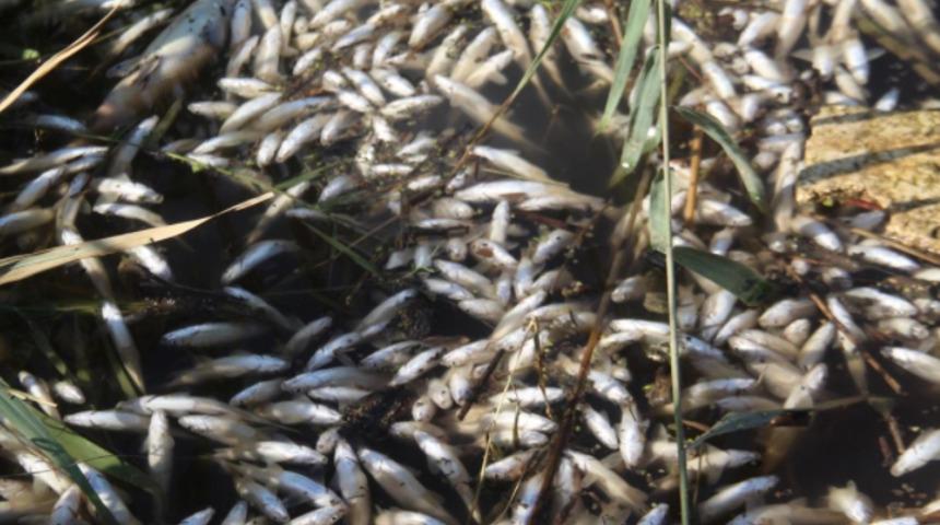 Büyük Menderes Nehri'nde binlerce balık öldü, vatandaş toplamaya başladı: Kesinlikle yemeyin