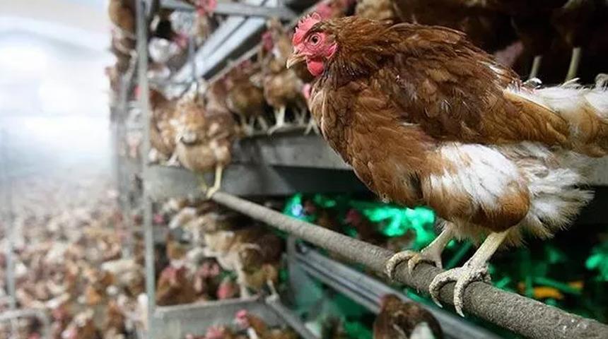 Yetkililer alarma geçti! Japonya’da kuş gribi bir eyalete daha sıçradı