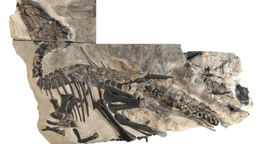 D&uuml;nyada bir ilk! İtalya&rsquo;da dinozor s&uuml;r&uuml;s&uuml; kalıntıları keşfedildi