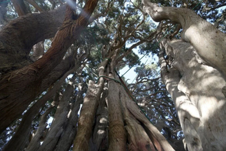 İran’ın en yaşlı ağacı Eberkuh Servi Ağacı, Dünya Mirası Listesi’ne girmeyi bekliyor G1