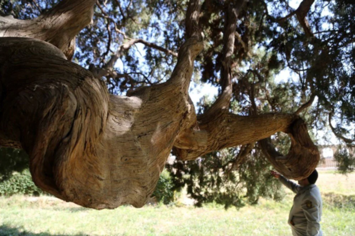 İran’ın en yaşlı ağacı Eberkuh Servi Ağacı, Dünya Mirası Listesi’ne girmeyi bekliyor G2