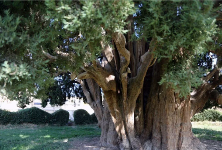 İran’ın en yaşlı ağacı Eberkuh Servi Ağacı, Dünya Mirası Listesi’ne girmeyi bekliyor G3