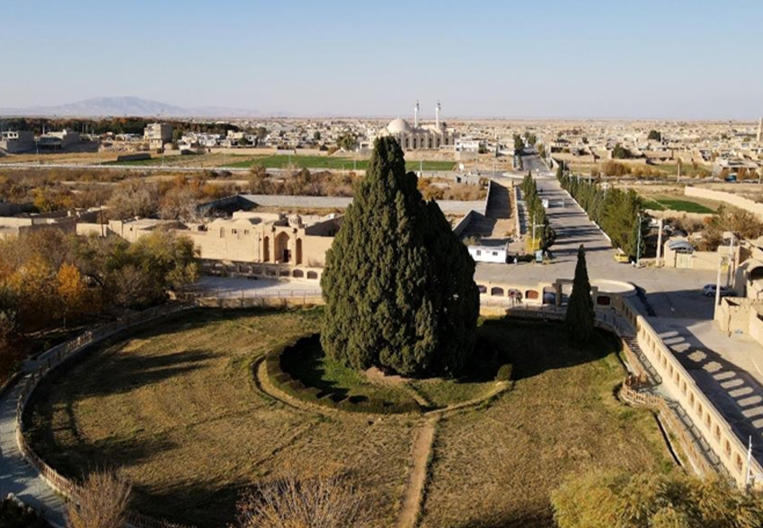 İran&rsquo;ın en yaşlı ağacı Eberkuh Servi Ağacı, D&uuml;nya Mirası Listesi&rsquo;ne girmeyi bekliyor