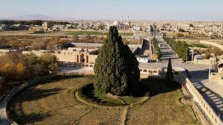 İran’ın en yaşlı ağacı Eberkuh Servi Ağacı, Dünya Mirası Listesi’ne girmeyi bekliyor