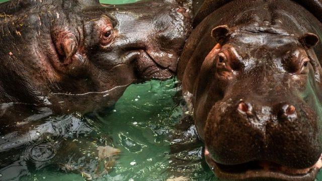 Dünyada bir ilk: Anvers Hayvanat Bahçesi'ndeki iki su aygırı Covid'e yakalandı