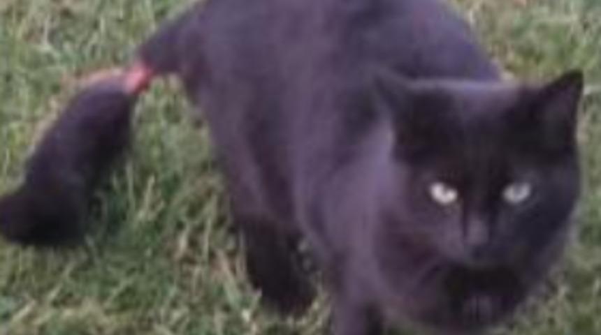 Vicdansızlık! Kuyruğunu bantlayıp işkence ettiler